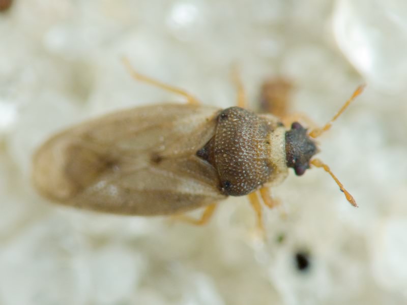 Piesma capitatum (Wolff, 1804)